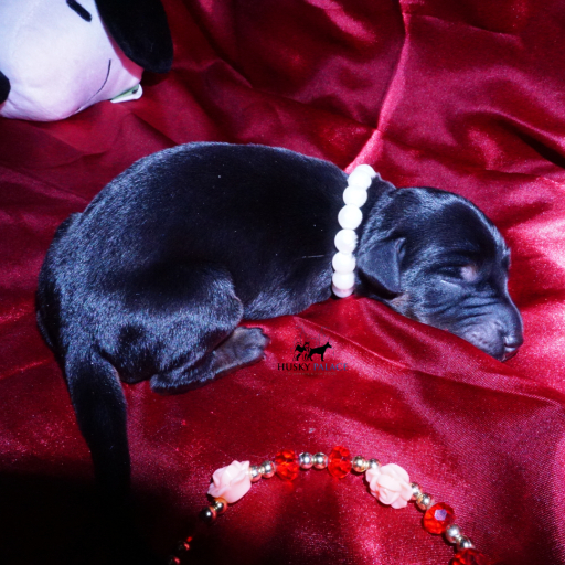 Champion Bloodlines - Euro Ty Lee 15